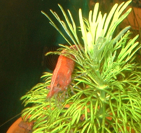 red_cherry