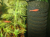 DSCF0017t.jpg