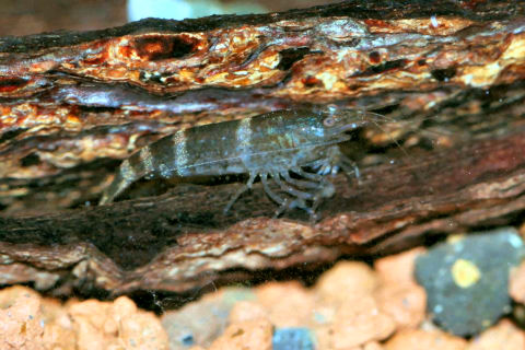 Paracaridina