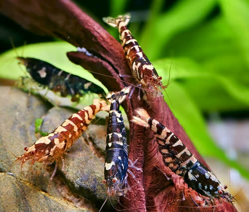 zijinca