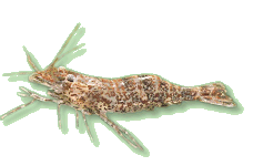 00-0-Copr_2017-Aquarium_Guide_DE.gif