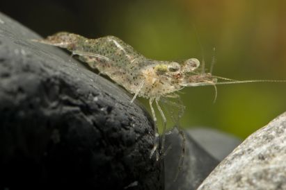 Arachnochium