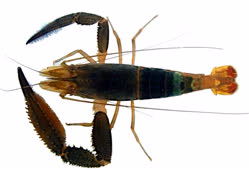 crenulatum