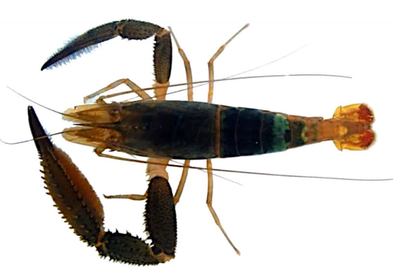 crenulatum