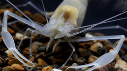 douanensissp