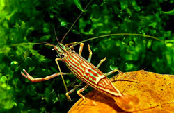 gracilirostris