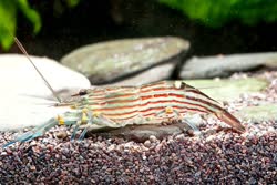 00-0-Copr_2021-Scaper_Omniat.jpg