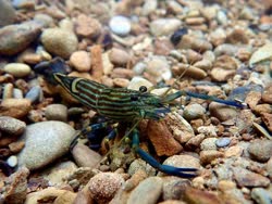 01-0-Copr_2021-Scaper_Omniat.jpg