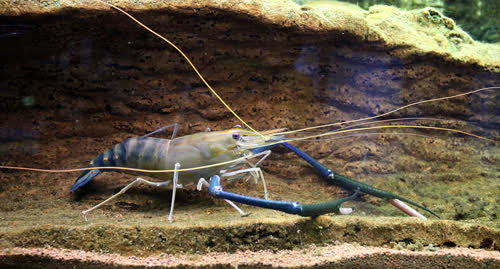 Macrobrachium