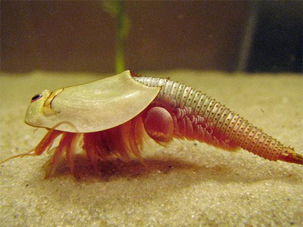 Triops