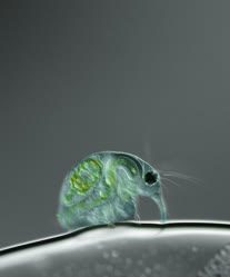 daphnia_1t.jpg