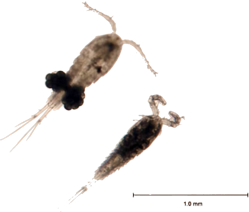 Cyclops_bicuspidatus_GLERL_1t.png