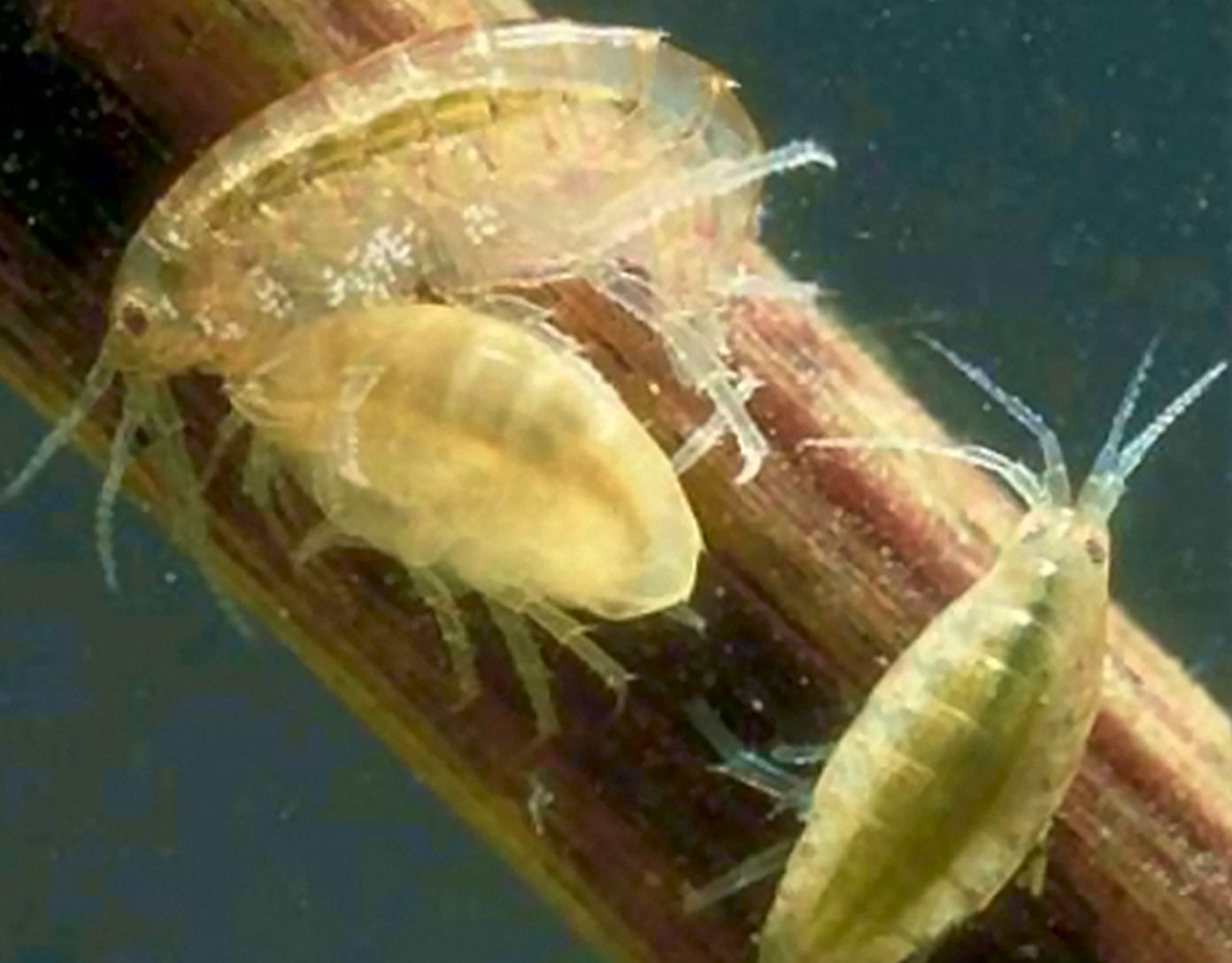 Gammaridae