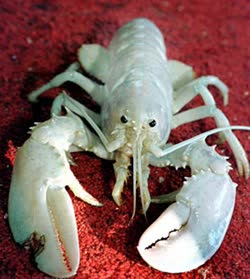 albino_lobstert.jpg