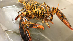 calico_lobster-2013-1t.jpg