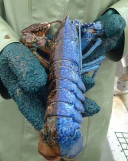half_blue_lobstert.jpg