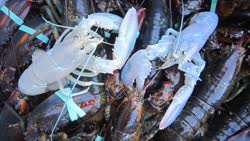 lobster2-1t.jpg