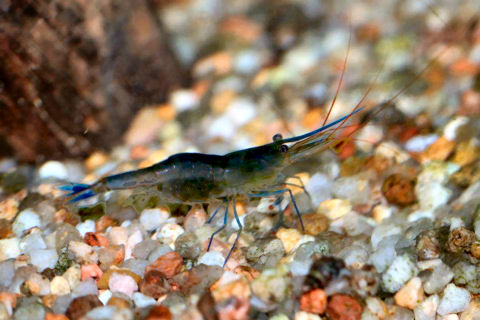 Caridina caerulea