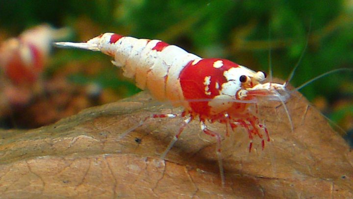Caridina cf. Caridina cf.