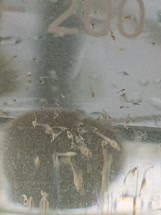 gracilirostris breeding