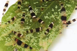 maculata