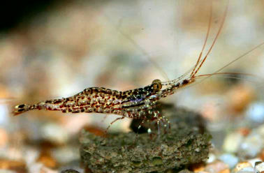 Unknown Caridina species