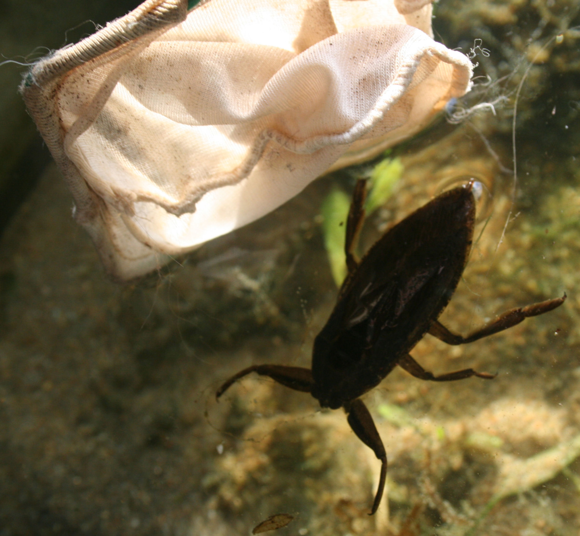 Giant Water Beetle