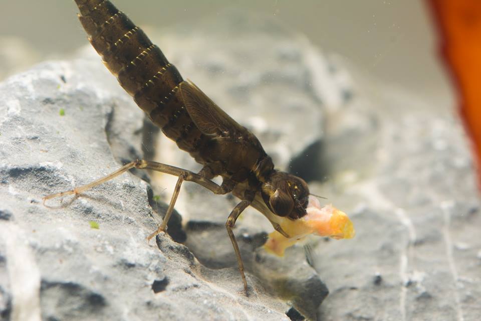 Dragonfly larva
