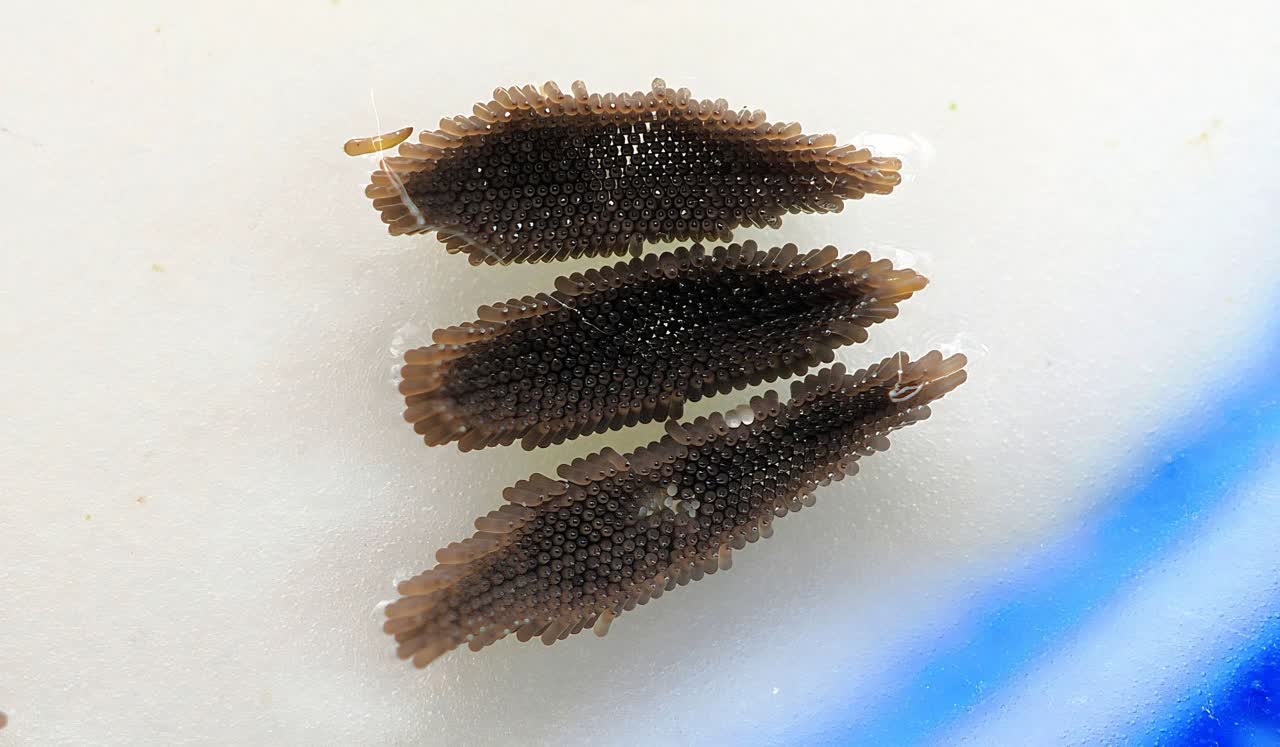 eggs