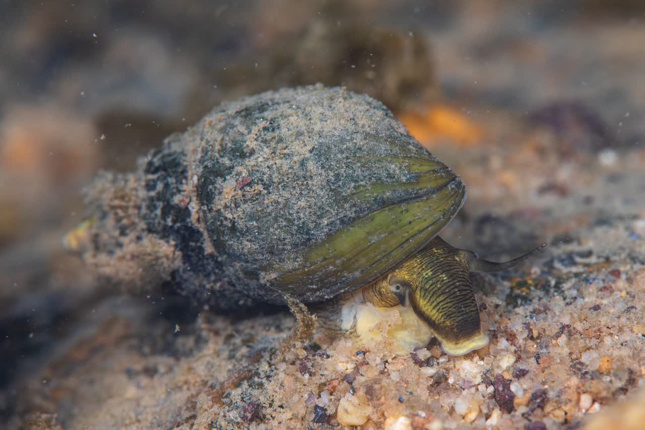 livescens
