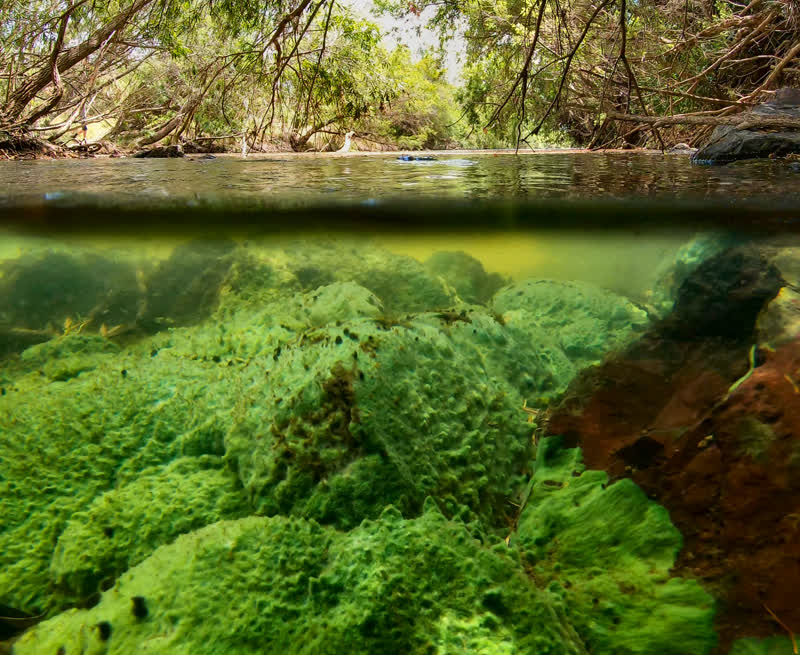 Freshwater sponge photographed by Jason Sulda inland near the famous Raglan beach