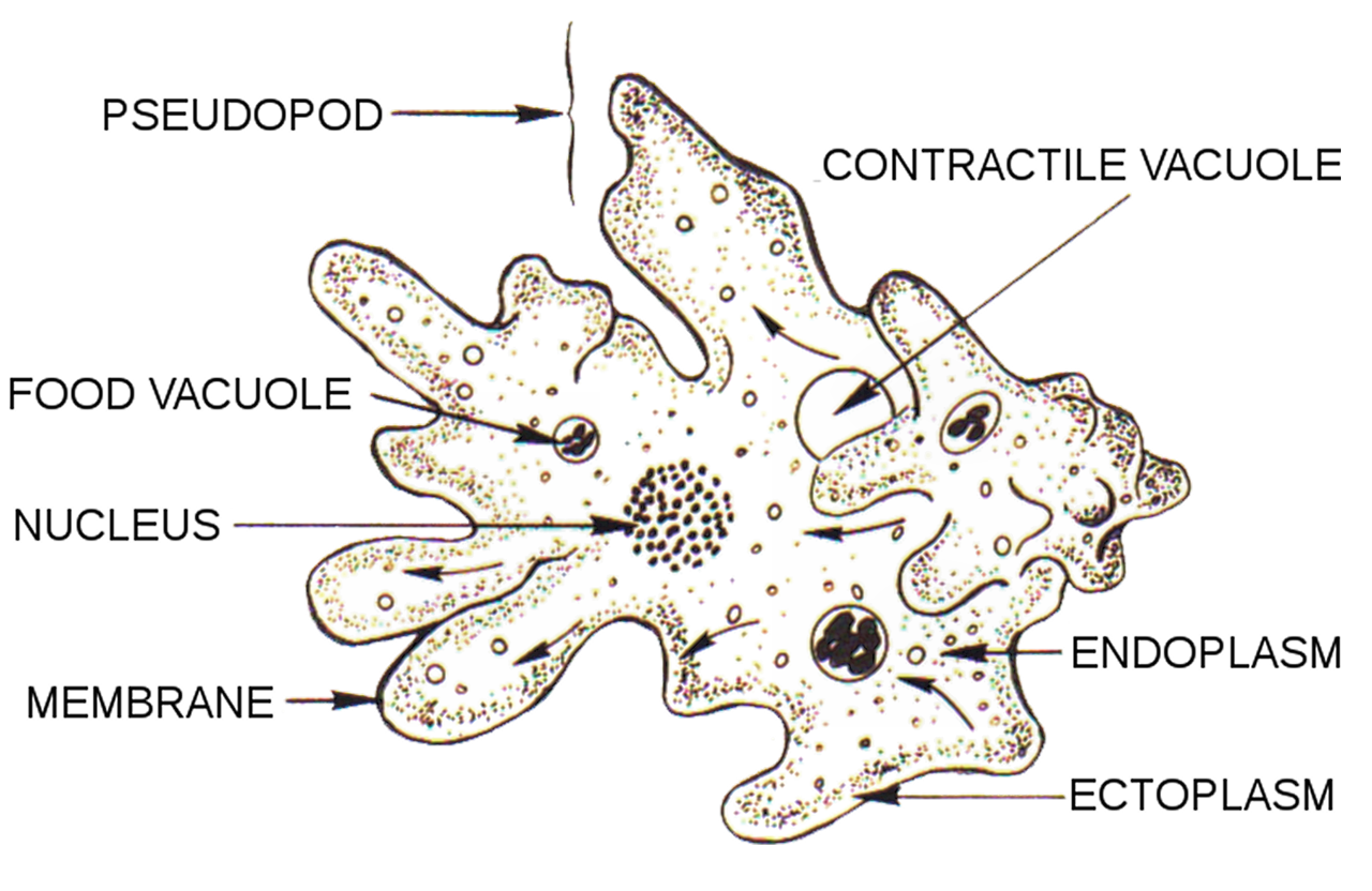 amoeba