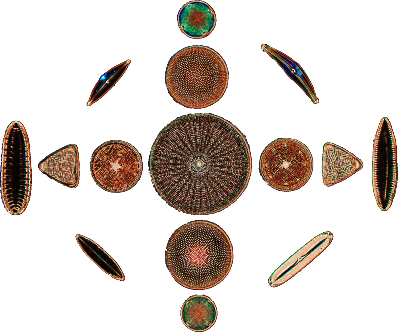 diatoms