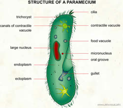 004Structureofaparameciumt.jpg