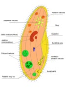 800px-Trapka_velka_Paramecium_caudatumt.jpg