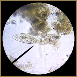 Paramecium11t.jpg