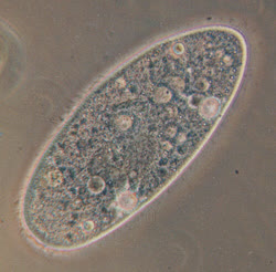 Parameciumt.jpg
