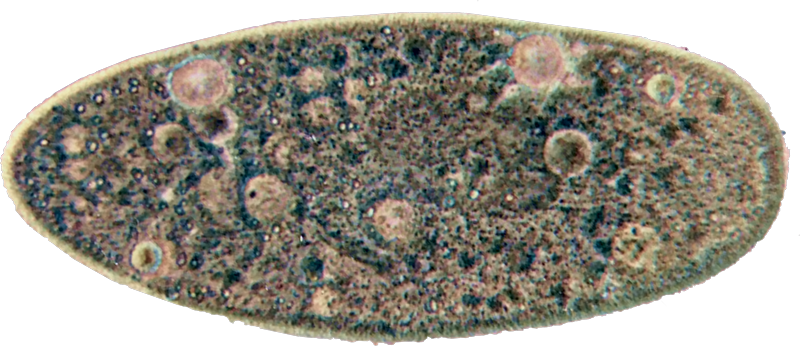 paramecium