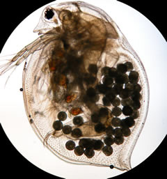 Anomopoda
