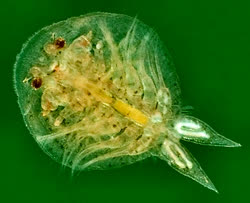  Fish Lice
