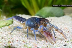 Procambarus
