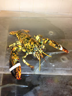 calico-lobstert.jpg