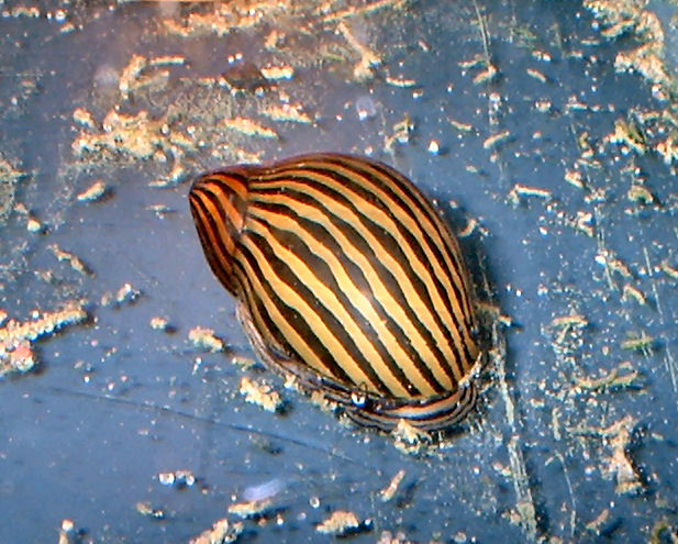 Nerita natalensis