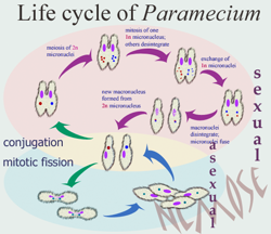 paramecium-life-cyclet.png