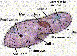 paramecium-partst.gif