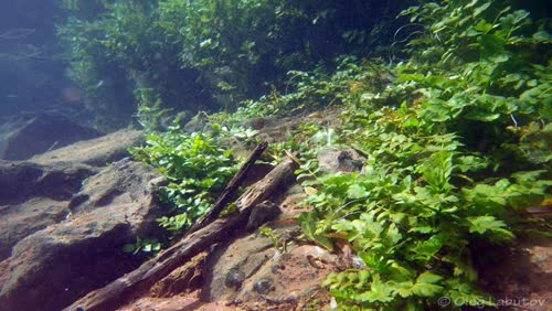 Vezirovac_Lake