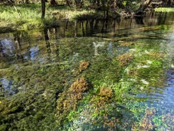 Santa_Fe_River_Springs