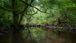 Tarkine