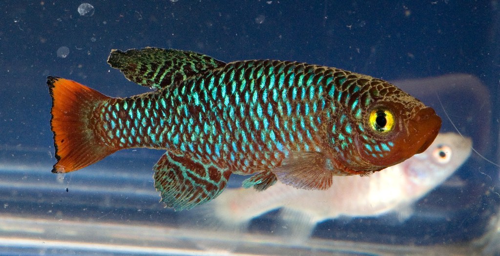 Nothobranchius Killifish with a bad case of Velvet (Oodinium)