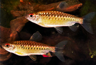 Characins